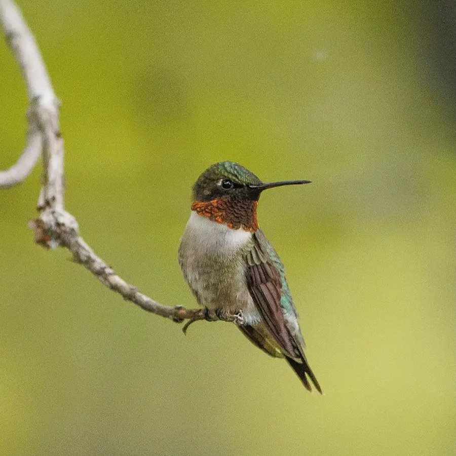 Ruby-throated hummingbird perched on a branch at the cottage